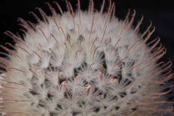 Mammillaria pennispinosa